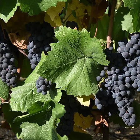 Lantställe La Maisonnette Dintevilloise Dinteville