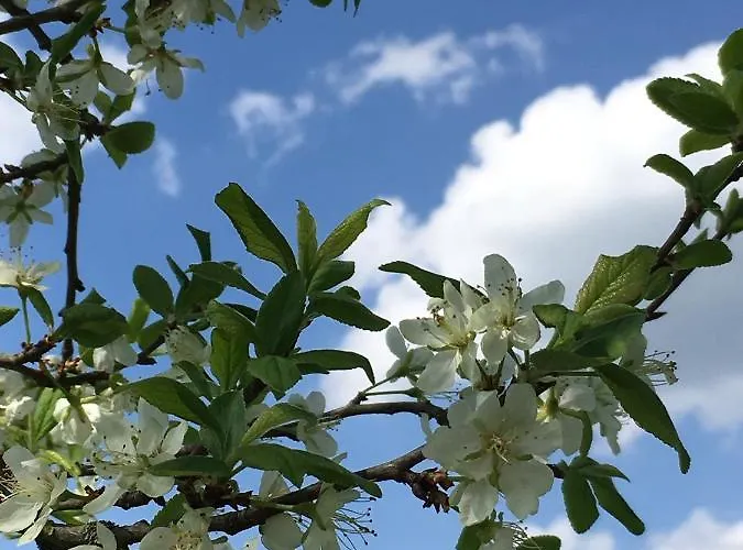 La Maisonnette Dintevilloise Country house Dinteville